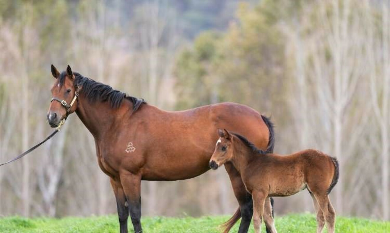 
                        PROFONDO as a foal with his 2YO Group winning dam Honesty Prevails  
                         