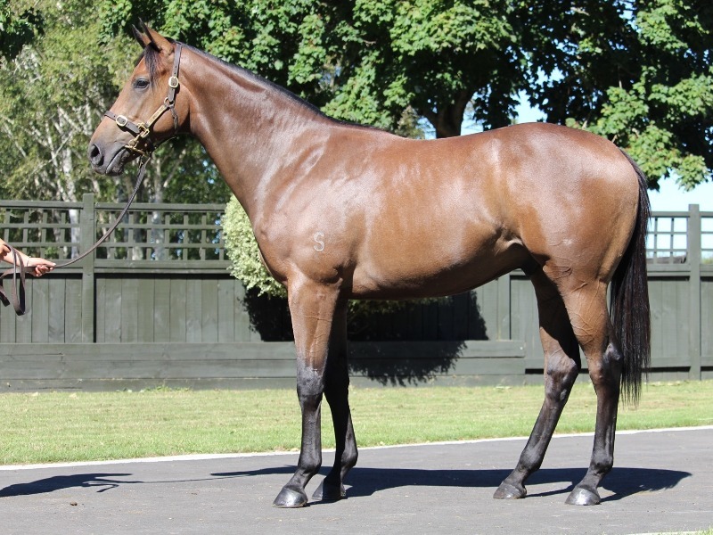 Windsor Park Stud | Horse Breeding | Horse Racing | Cambridge, New