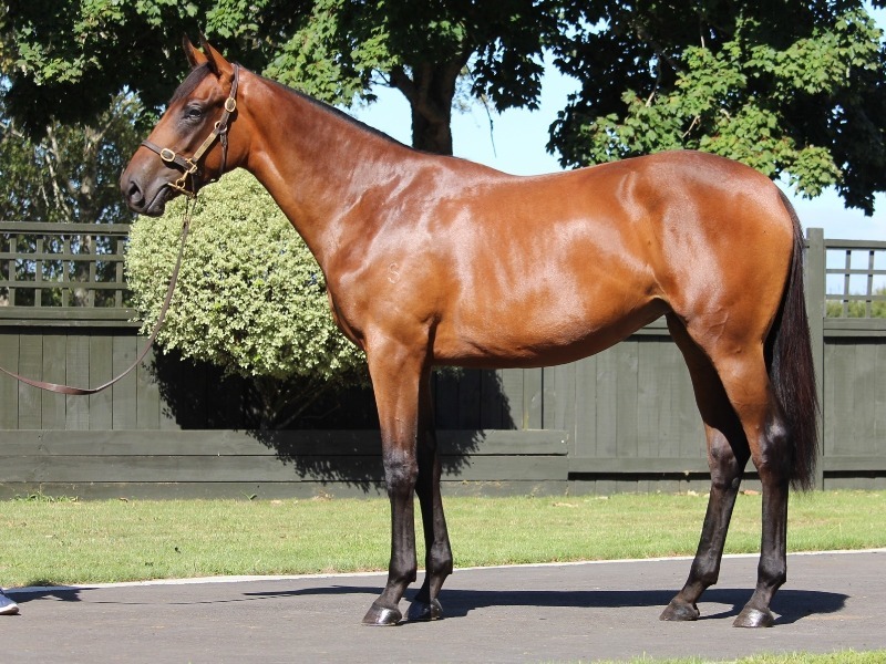 Windsor Park Stud | Horse Breeding | Horse Racing | Cambridge, New