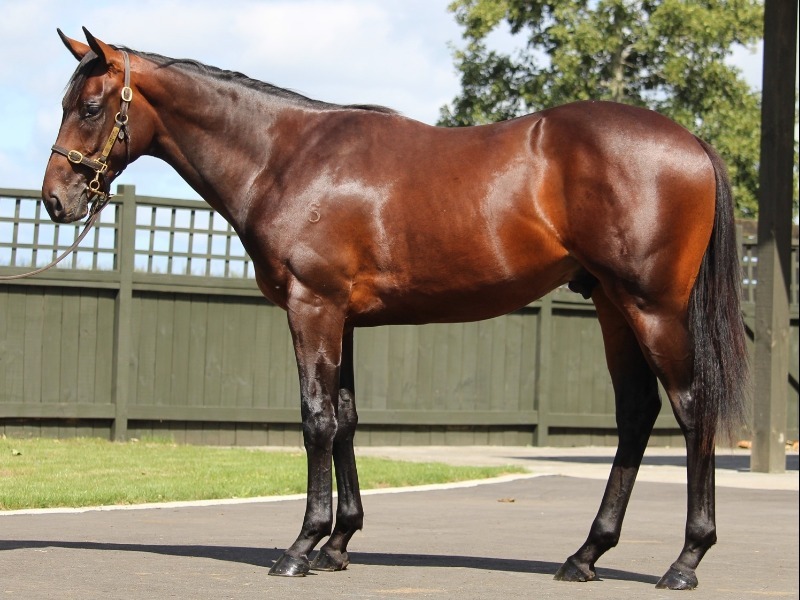 Windsor Park Stud | Horse Breeding | Horse Racing