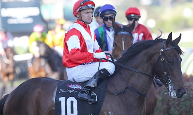 
                        Mongolian Khan after the 2015 Makybe Diva Stakes run
                         