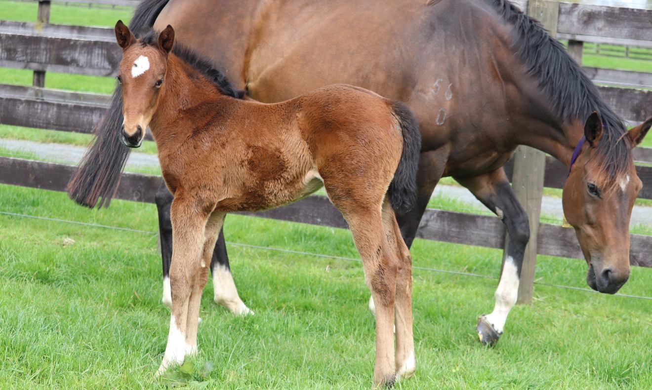 
                        ShamExpress ex. On Parole filly 2019 
                         