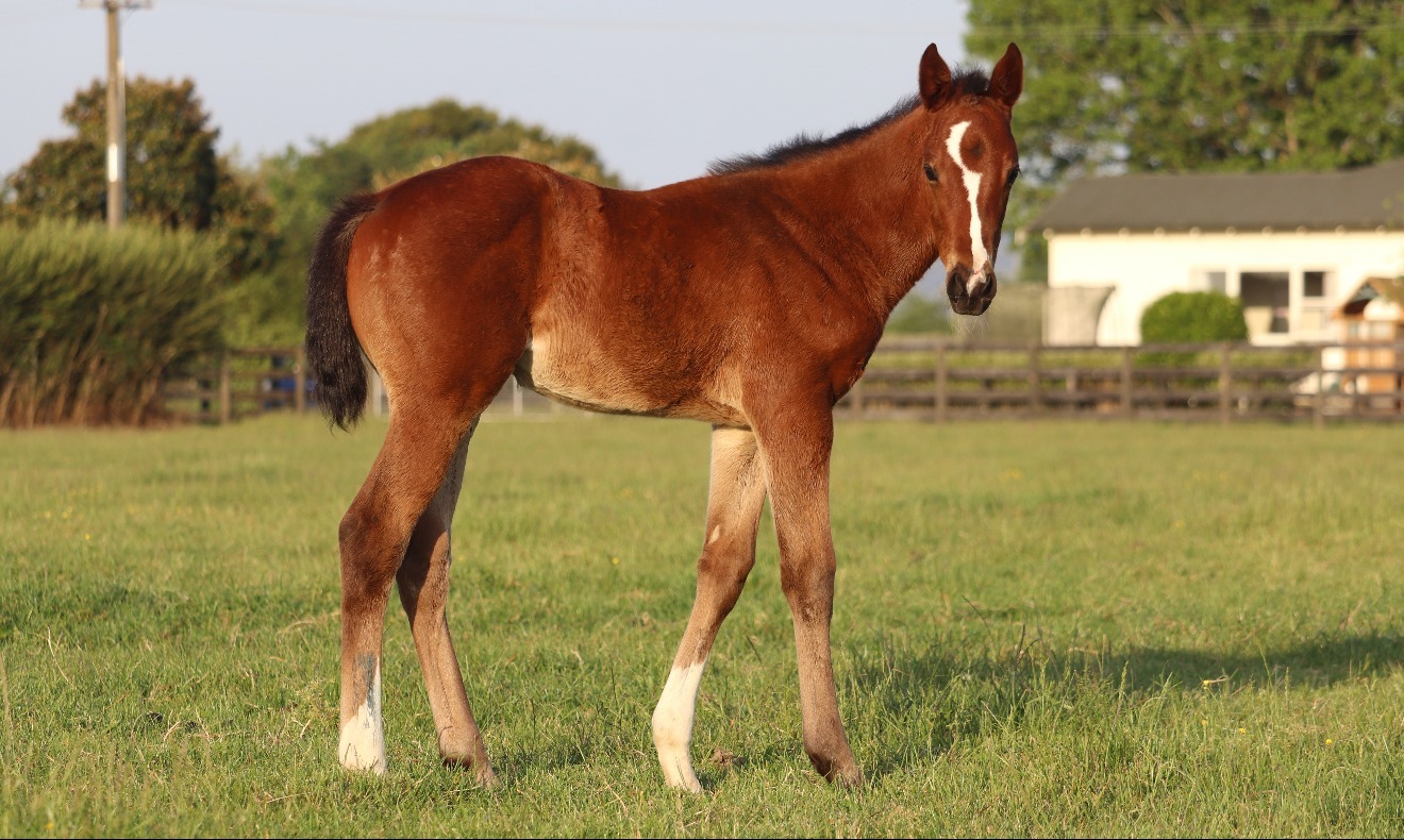 
                        ShamExpress ex. Dresden Park filly 2019 
                         