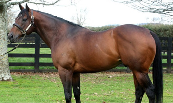 
                        ShamExpress at Windsor Park Stud
                        
                         