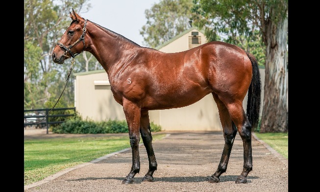 
                          Vanbrugh ex. Sugar Hit 2018 filly - sold to Kennedy Racing for $90,000 at the Magic Millions Gold Coast Yearling Sale
                          