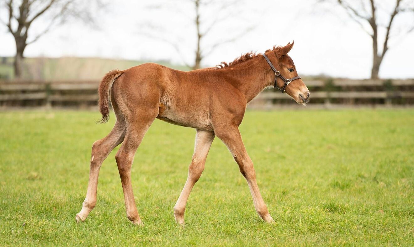 
                        Paddington ex Toinette colt up in his first northern  
                         