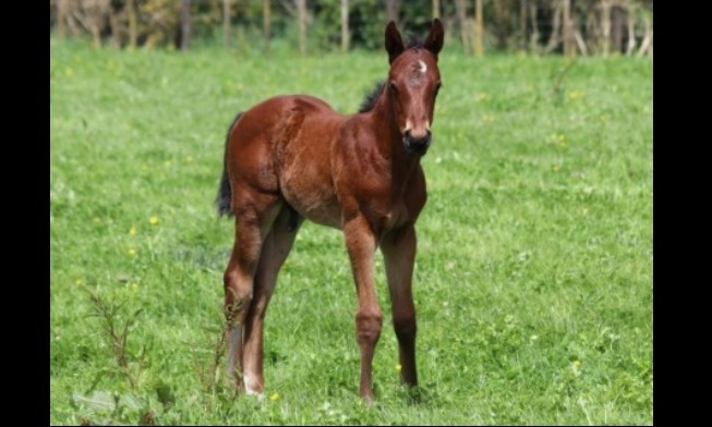 
                        ShamExpress ex. Peekaboo filly 2017 
                         